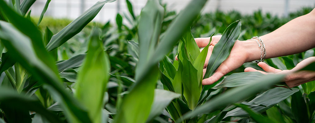 Dracaena Janet Lind / Janet Craig (Drachenbaum)