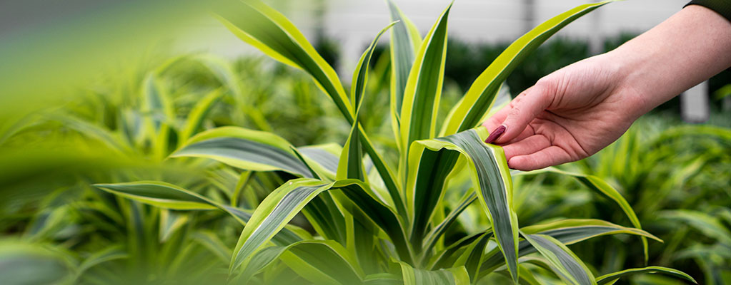 Dracaena Lemon Lime