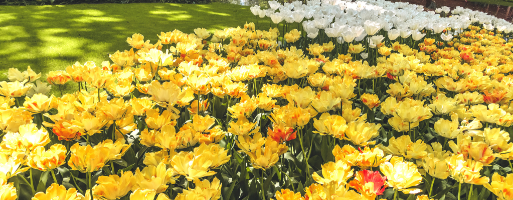 Duftende Gartenpflanzen: Die perfekte aromatische Ergänzung für Ihren Garten