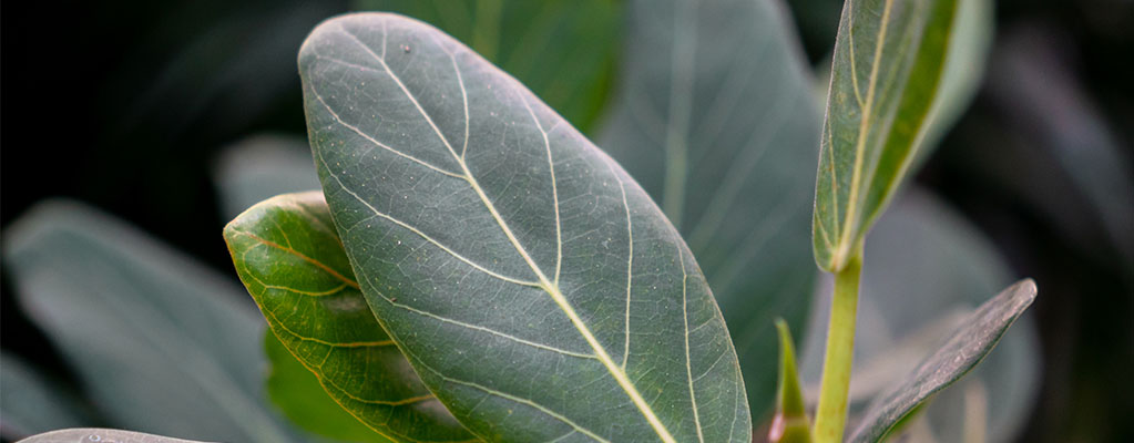 Ficus Benghalensis