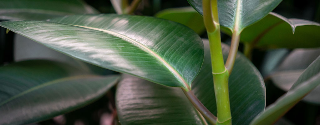 Ficus Robusta