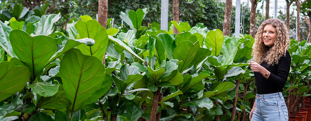 Ficus Lyrata - Geigenfeige