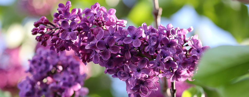 Flieder - Syringa