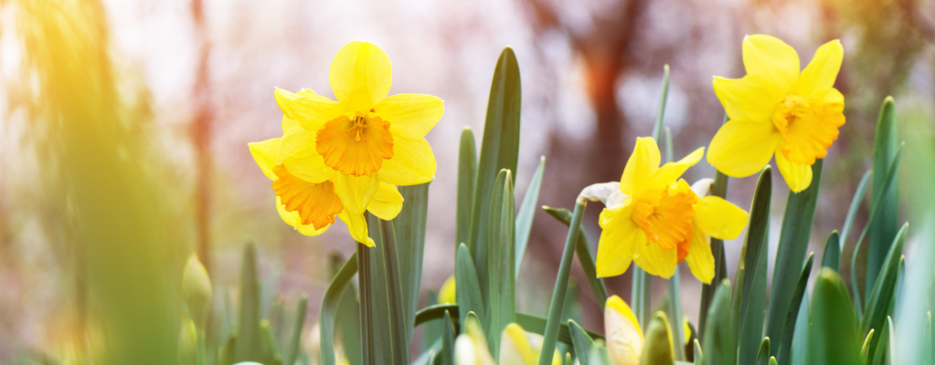 Frühjahrsblüher – Farbenpracht für Ihren Garten