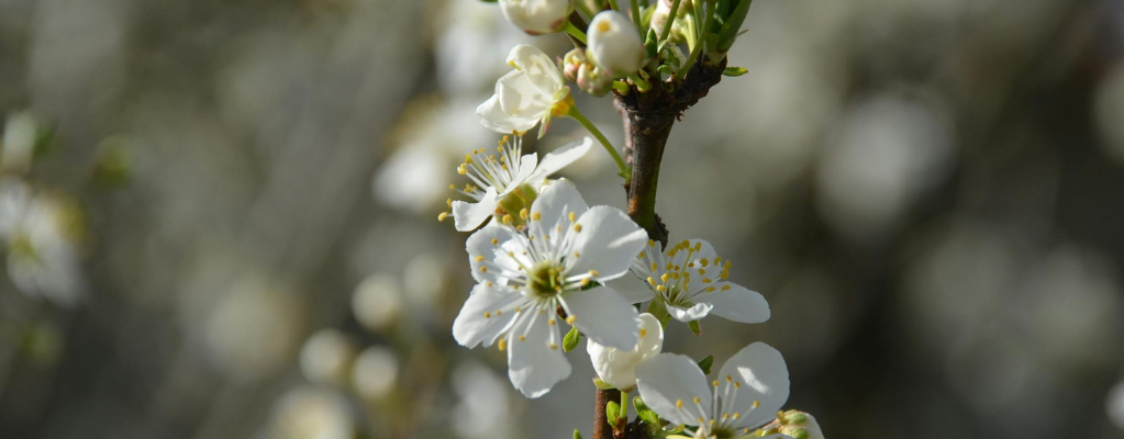 Schleierkraut: Eine elegante Ergänzung für deinen Garten