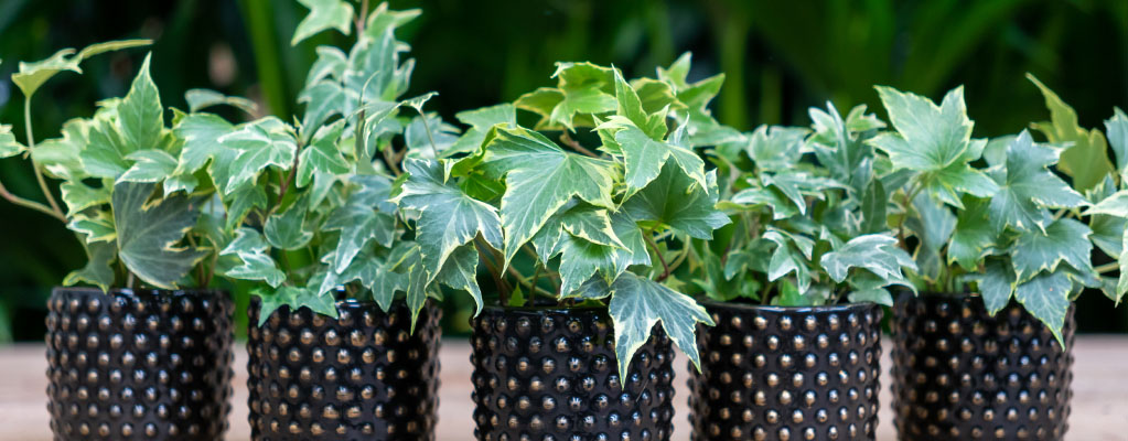 Hedera Stecklinge