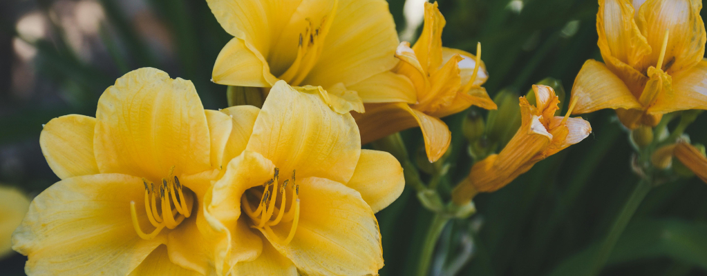 Hemerocallis 'Arctic Snow' – Eine wunderschöne Taglilie für deinen Garten