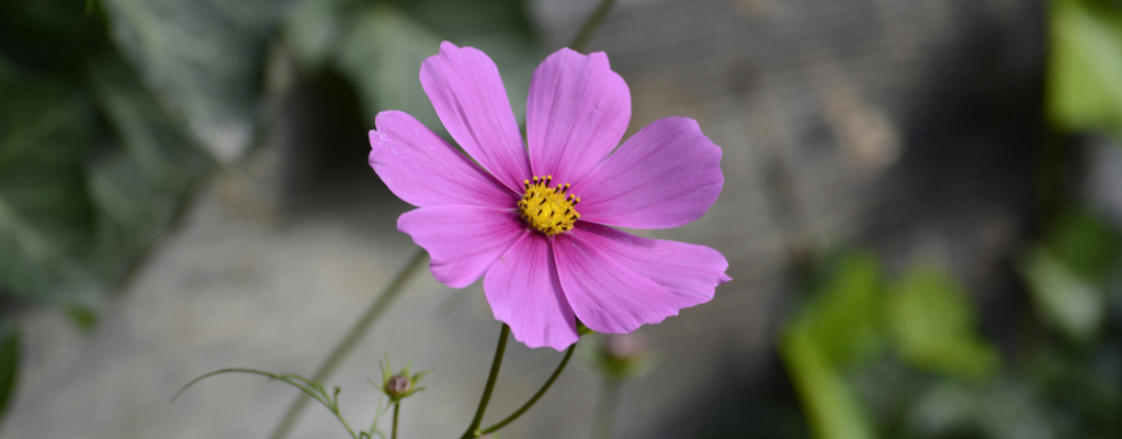 Herbstblüher – Farbenpracht für Ihren Garten in der Herbstzeit
