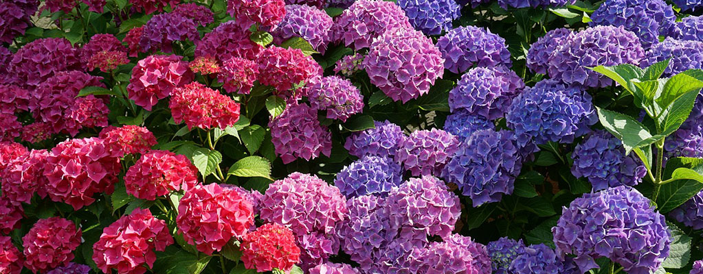 Hortensie - Hydrangea