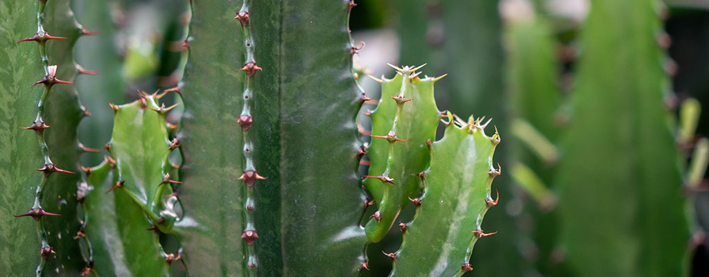 Euphorbia - Wolfsmilch