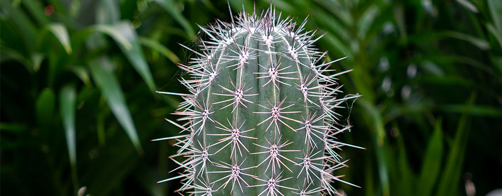 Säulenkaktus - Pachycereus 