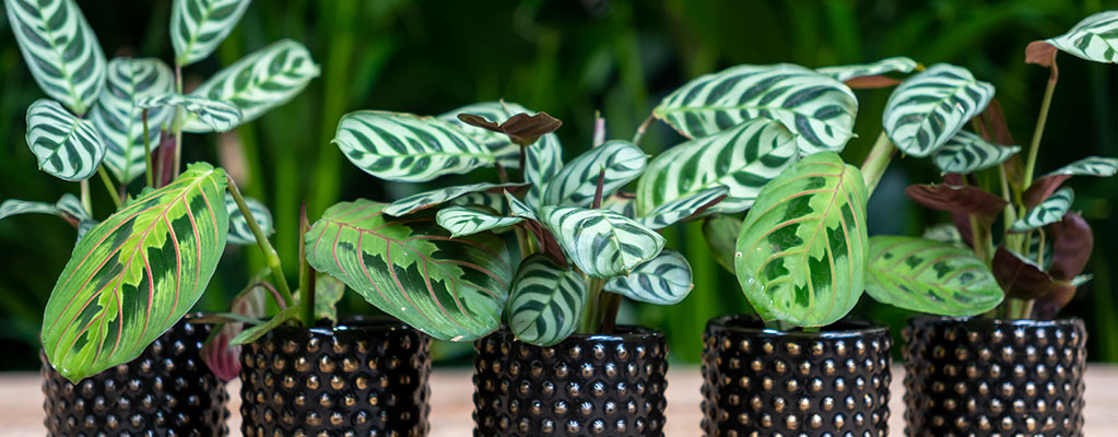 Maranta Stecklinge 