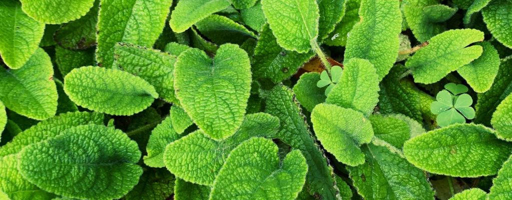 Zitronenmelisse: die duftende und vielseitige Pflanze für deinen Garten