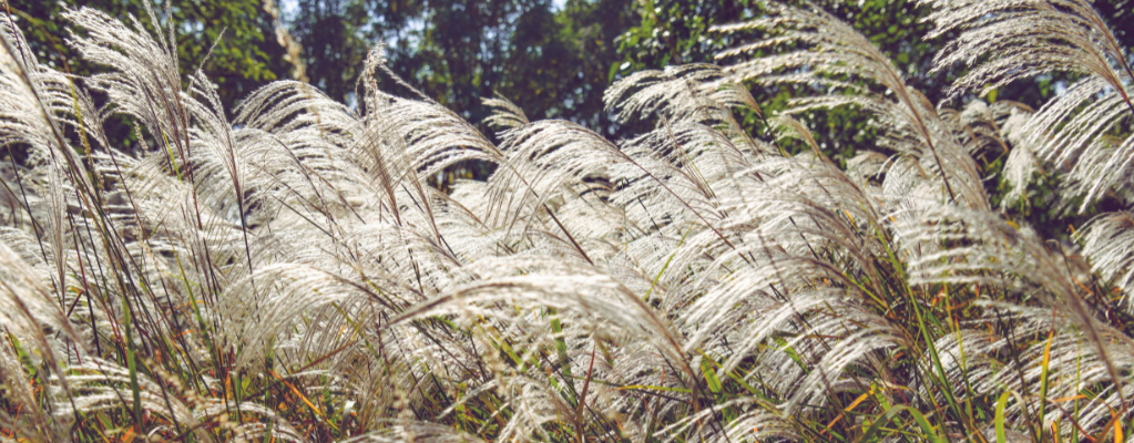 Miscanthus: Elegantes Chinaschilf für deinen Garten