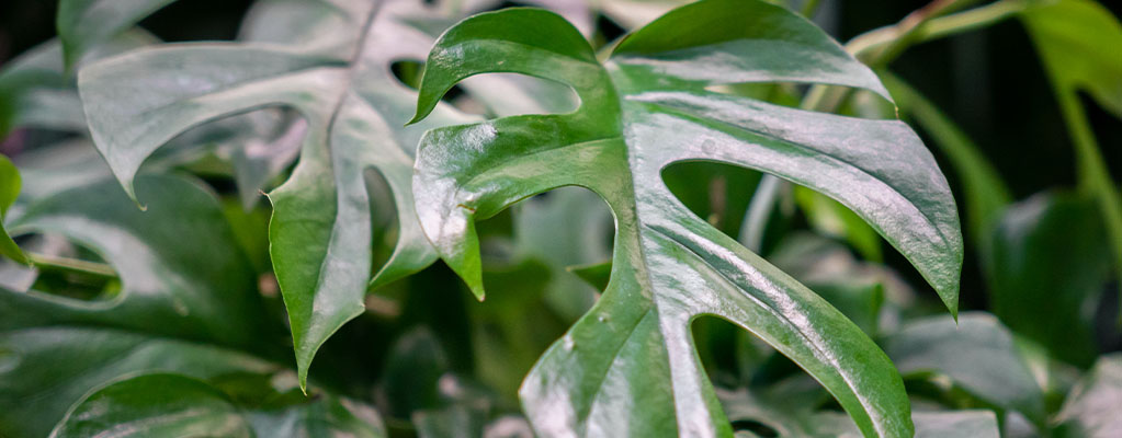 Monstera Minima