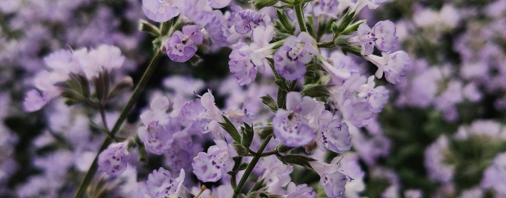 Nepeta: eine vielseitige und duftende Pflanze für deinen Garten