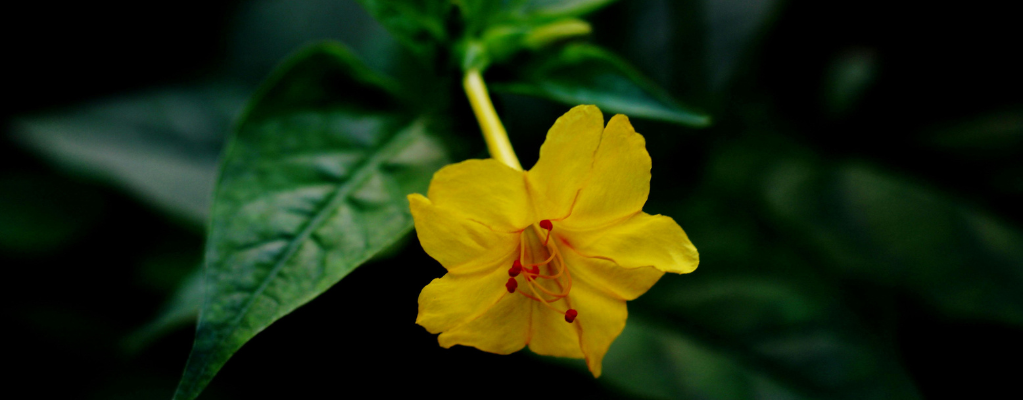 Wunderblumenfamilie