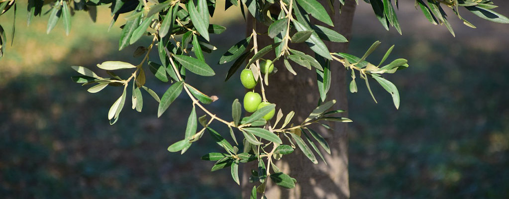 Mediterrane Pflanzen