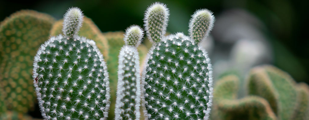 Opuntia - Scheibenkaktus 