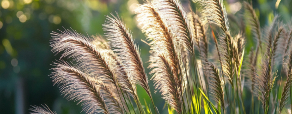 Lampenputzergras: elegantes und pflegeleichtes Ziergras