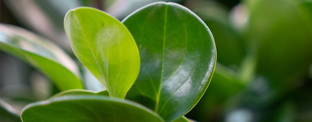 Peperomia Obtusifolia