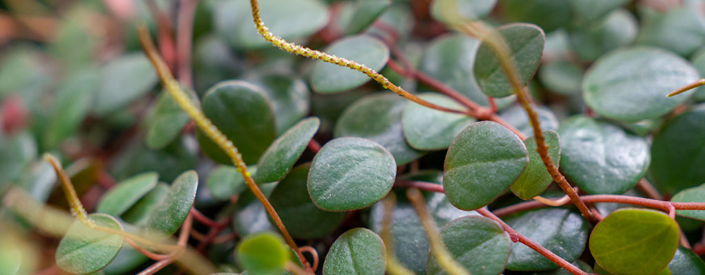 Peperomia Pepperspot