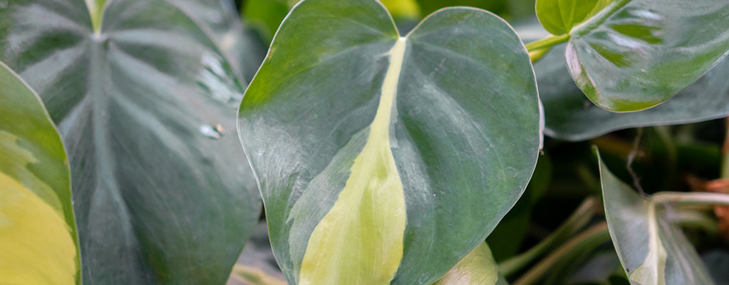 Philodendron Brasil