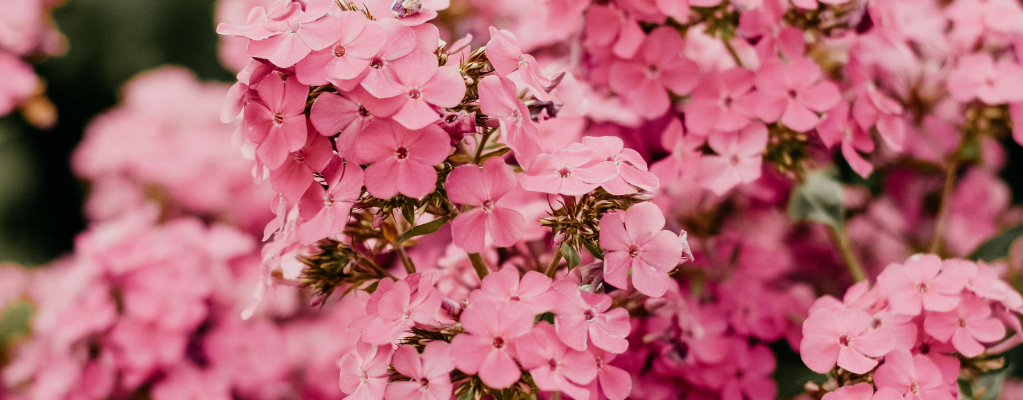 Phlox: farbenfrohe Flammenblumen für jeden Garten