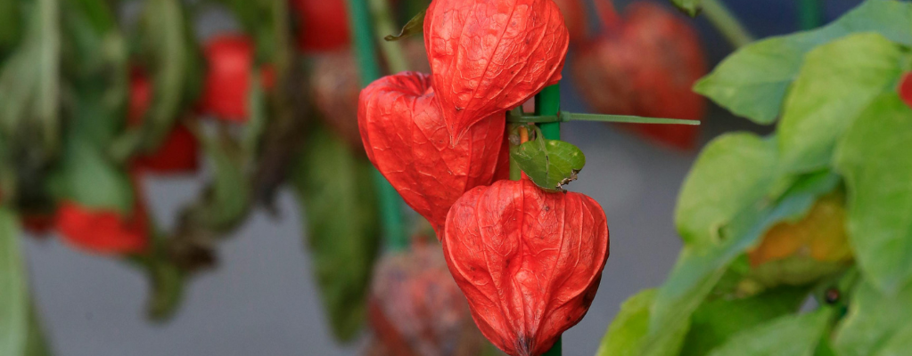 Physalis - Die farbenfrohe Lampionpflanze für deinen Garten