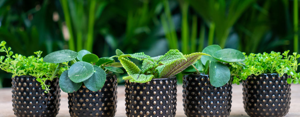 Pilea Stecklinge