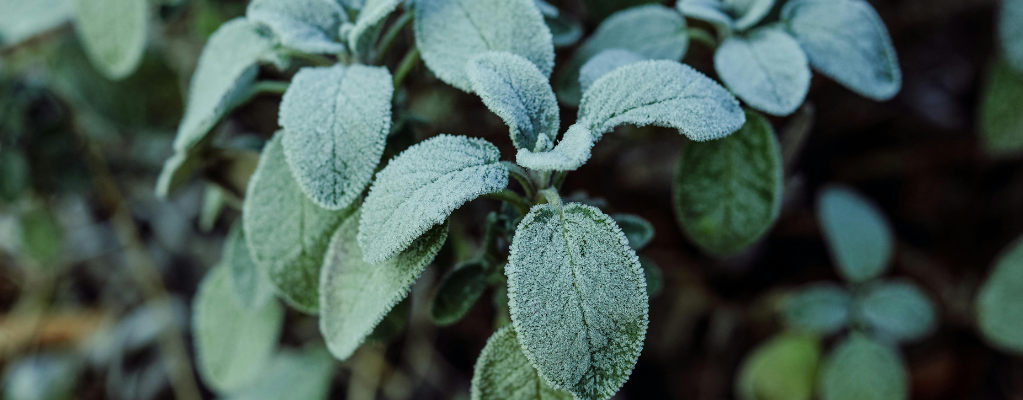 Salbei: eine vielseitige pflanze für deinen garten