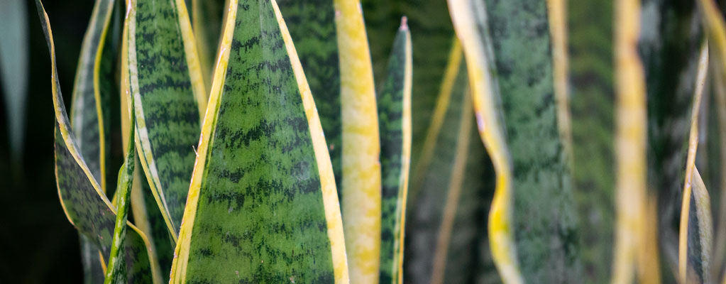 Sansevieria (Bogenhanf) - Hydrokultur