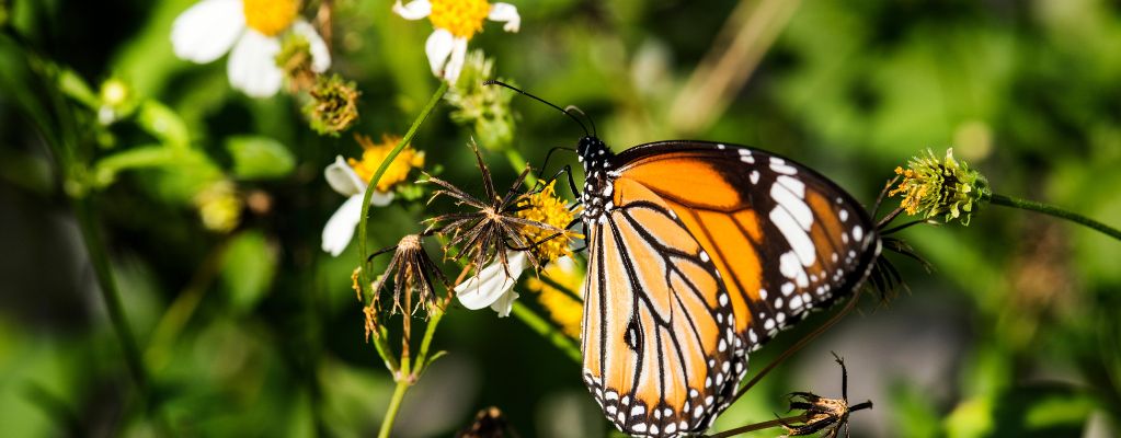 Schmetterlingspflanzen: Erschaffe einen Garten voller flatternder Farben
