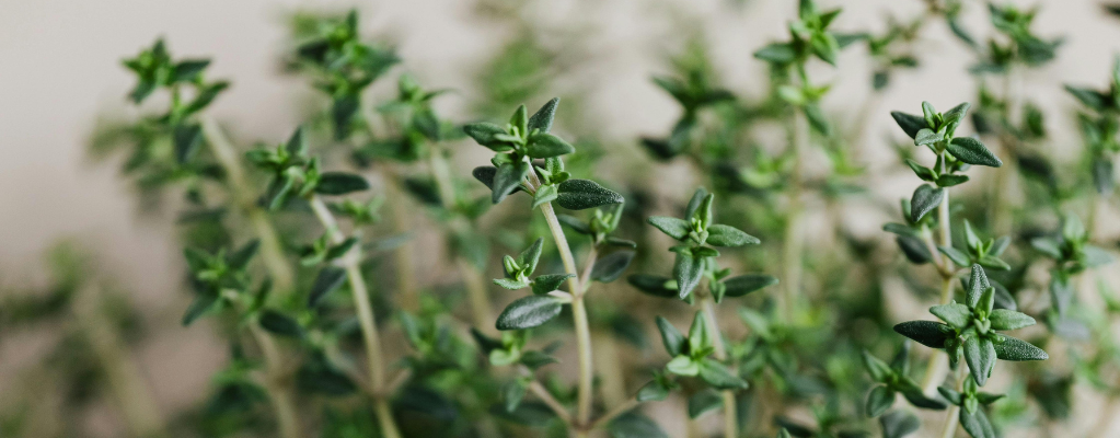 Thymus: alles über die Thymianpflanze