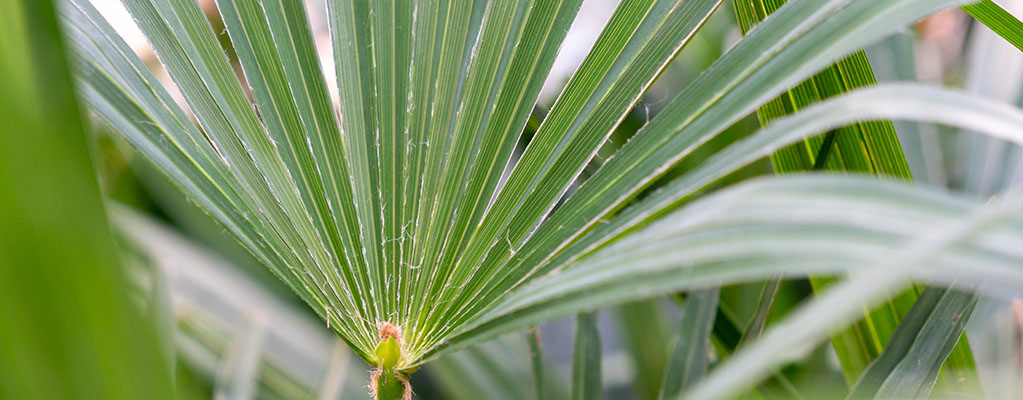 Hanfpalme - Trachycarpus