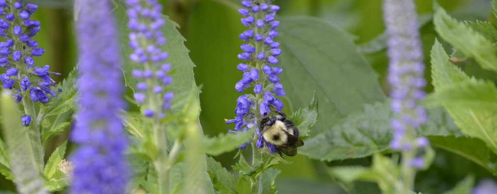 Veronica austriaca - Österreichischer Ehrenpreis