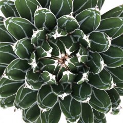 Agave Pflege Agave Pflege