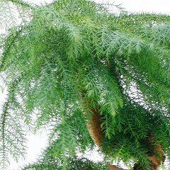 Araucaria Pflege Araucaria Pflege