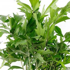 Caryota Mitis Pflege Caryota Mitis Pflege