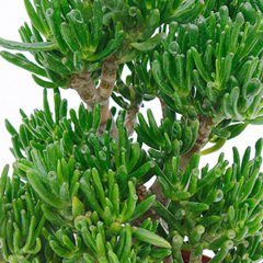 Crassula Pflege Crassula Pflege