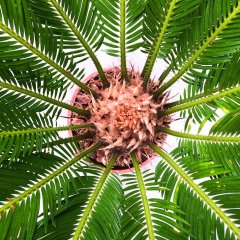 Cycas Pflege Cycas Pflege