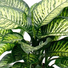 Dieffenbachia Pflege Dieffenbachia Pflege