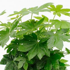 Fatsia Pflege Fatsia Pflege