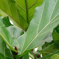 Ficus Pflege Ficus Pflege