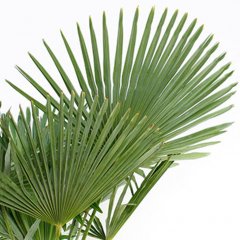 Hanfpalme Pflege Hanfpalme Pflege