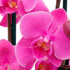 Orchidee Pflege Orchidee Pflege