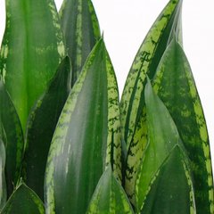 Sansevieria Pflege Sansevieria Pflege