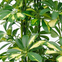 Schefflera Pflege Schefflera Pflege