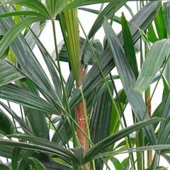 Steckenpalme Pflege Steckenpalme Pflege