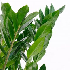 Zamioculcas Pflege Zamioculcas Pflege